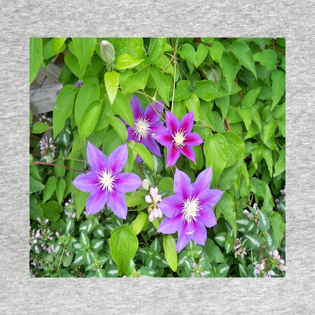 Clematis by Jujucreation